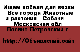 Ищем кобеля для вязки - Все города Животные и растения » Собаки   . Московская обл.,Лосино-Петровский г.